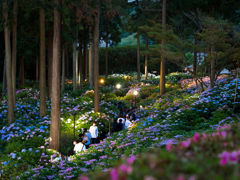 夕刻に静まる紫陽花