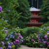 紫陽花の小径から 岩船寺