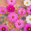 花手水 秋桜