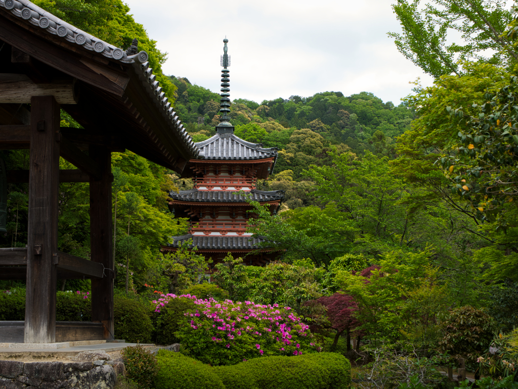 三室戸寺の晩春