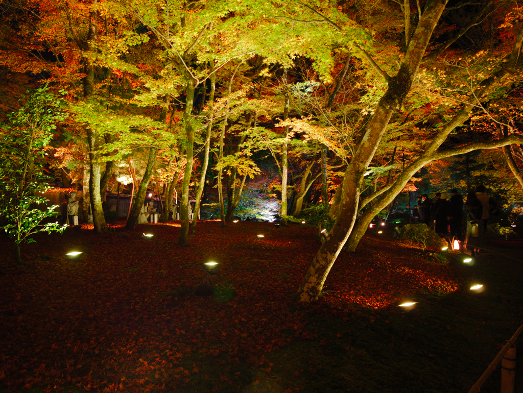敷き紅葉とライトアップ