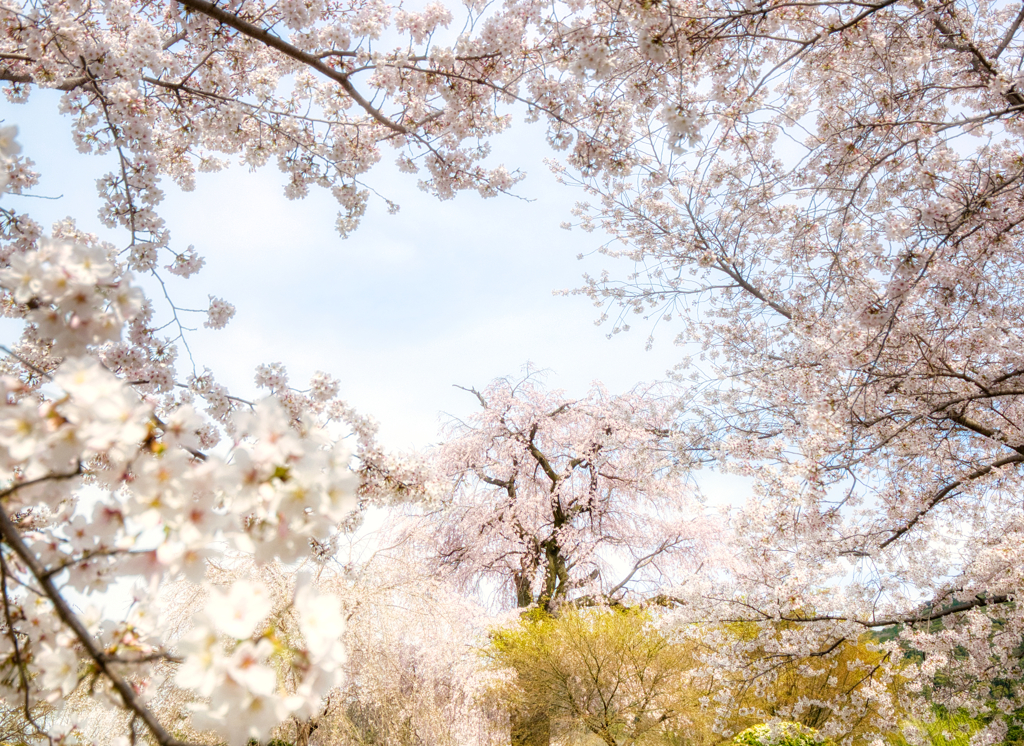 遠巻きにして見る 枝垂れ桜