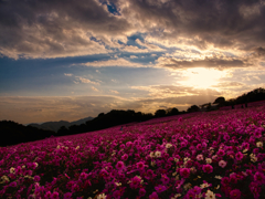 暮れかけの陽と秋桜