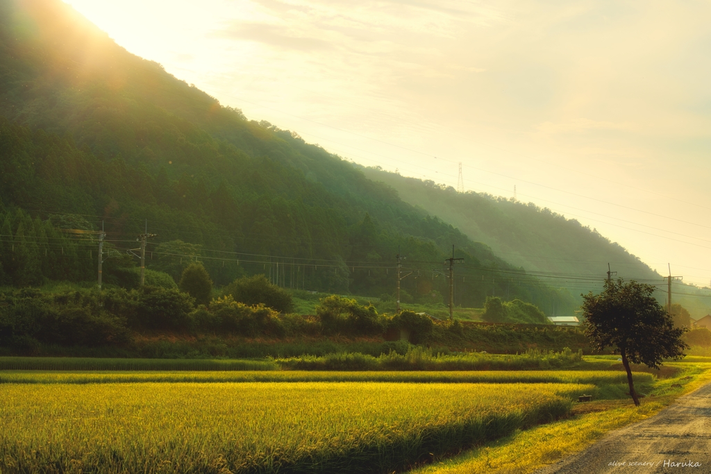 夕の稲穂 秋への準備