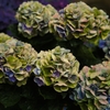 渋い紫陽花が好き