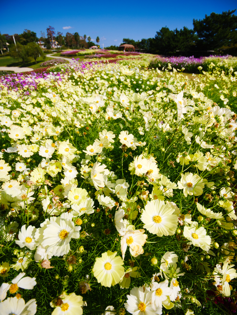 咲き乱れし秋の花