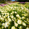 咲き乱れし秋の花