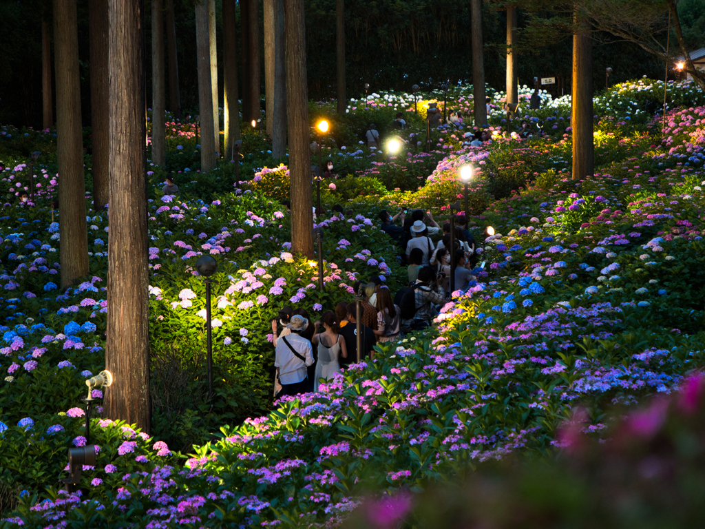 暮れ間の紫陽花を楽しむ