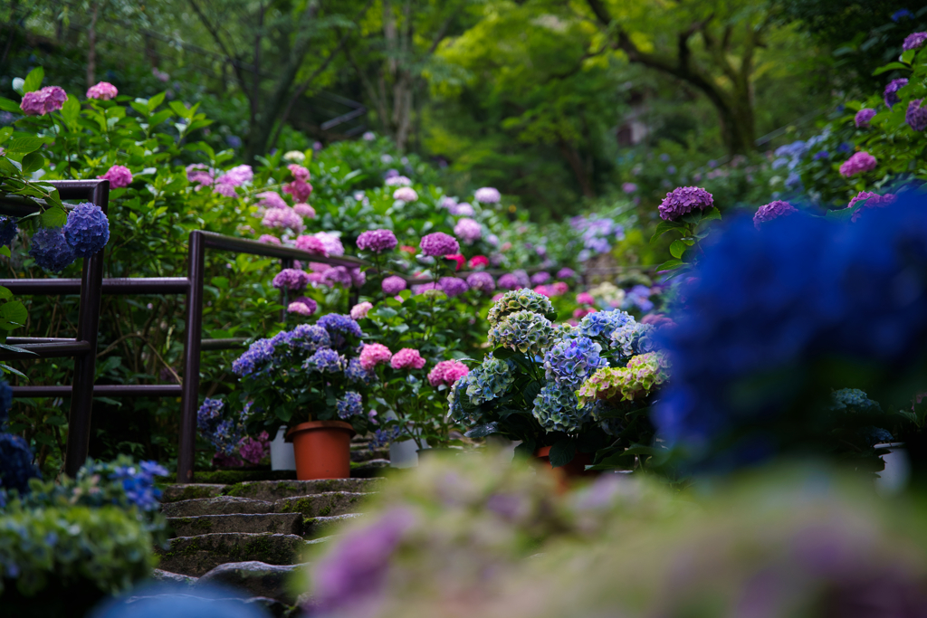 長谷寺の紫陽花 小雨の朝
