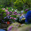 長谷寺の紫陽花 小雨の朝