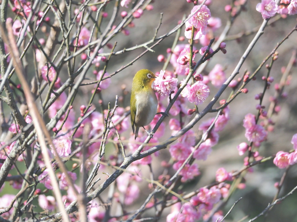 メジロと梅の花