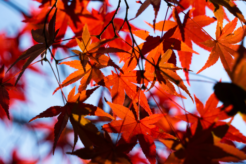 紅葉