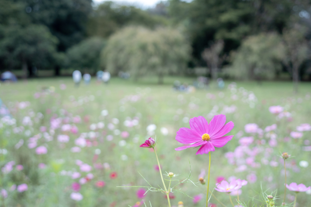 小金井公園コスモス