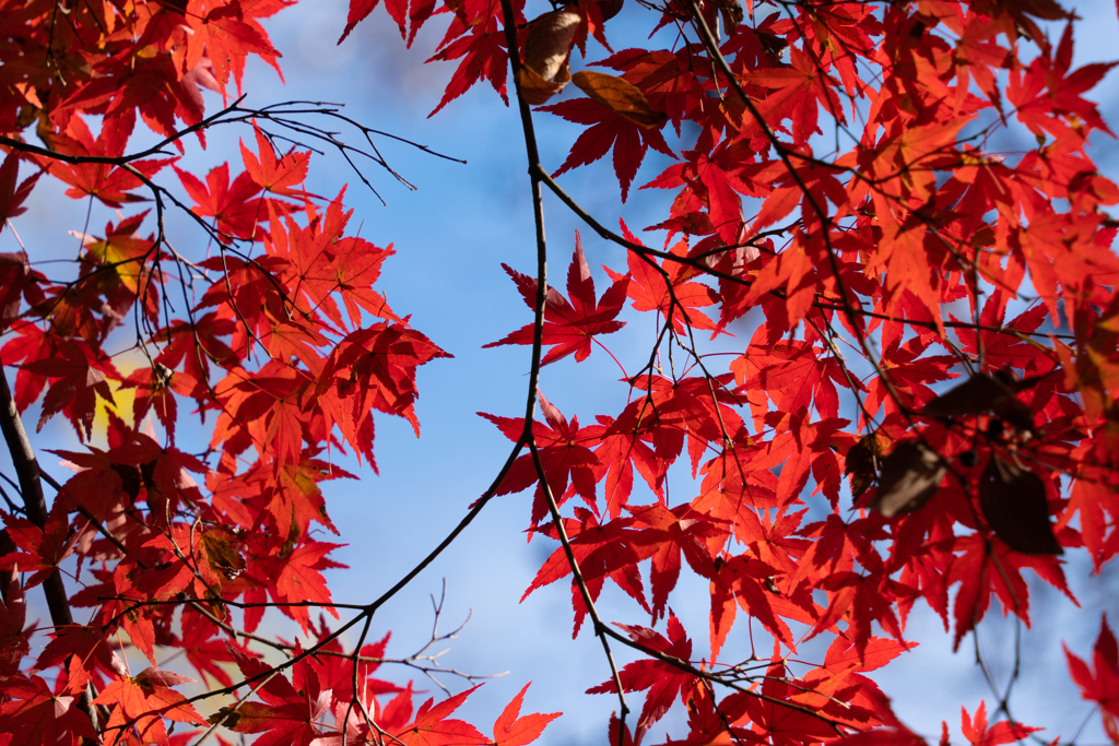 紅葉と空