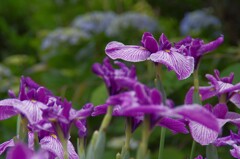 花しょうぶ３
