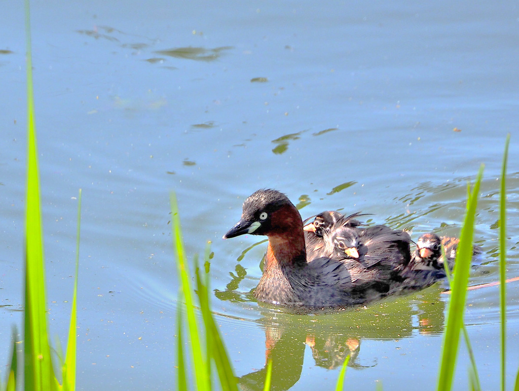 ママに乗っかって楽ち～ん