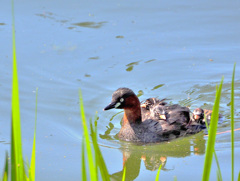 ママに乗っかって楽ち～ん