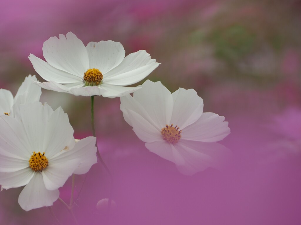 コスモス その３