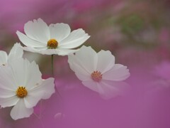 コスモス その３