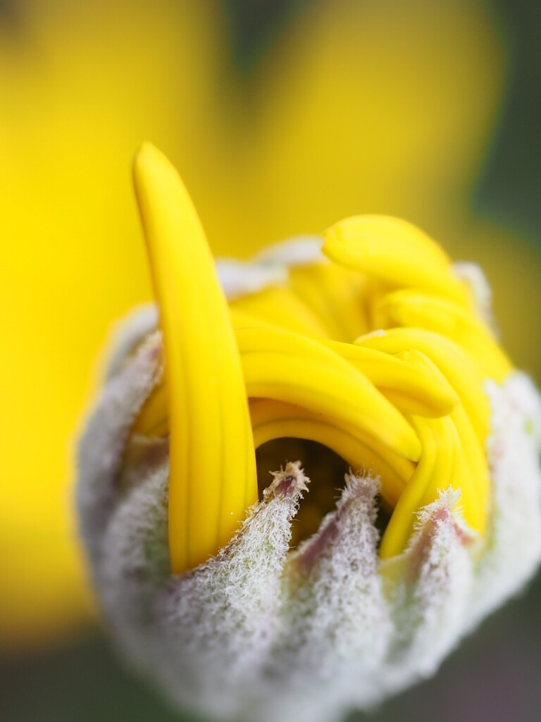 指切りゲンマン