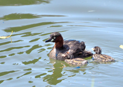 ママとお出かけ