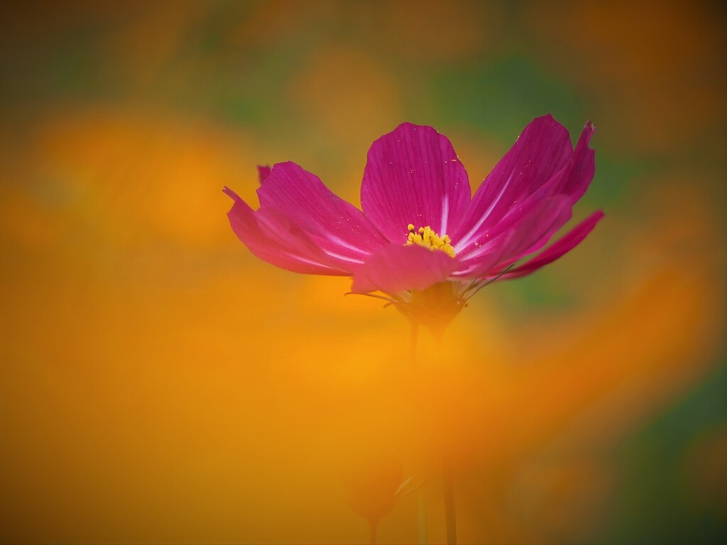 コスモス その２