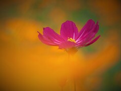 コスモス その２