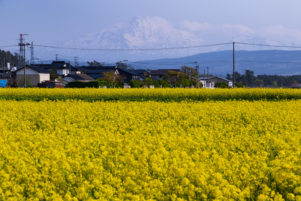 菜の花を望む