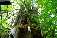 稲毛神社リベンジ