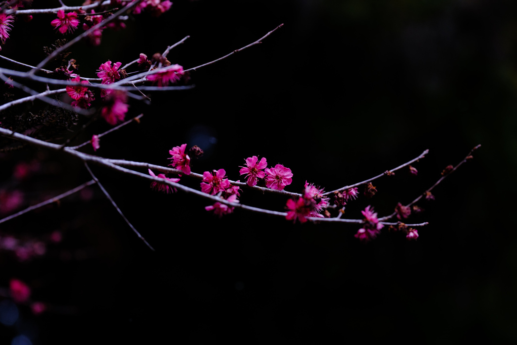 梅の花