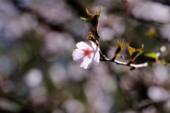 桜