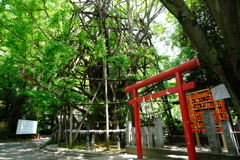 稲毛神社リベンジ