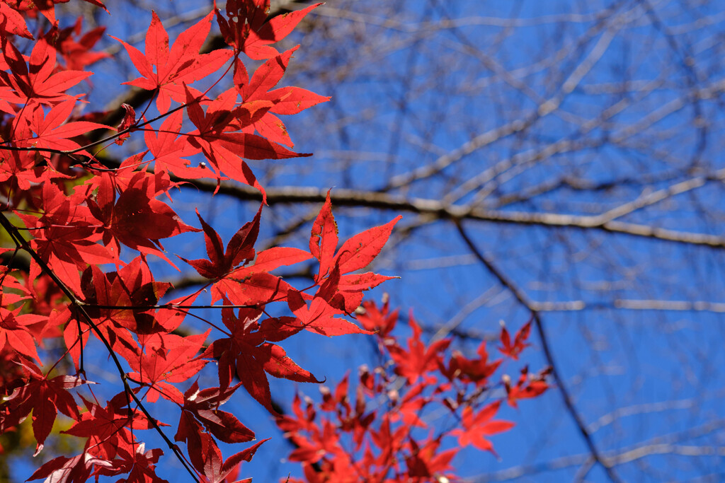 薬師池公園散歩