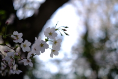 桜