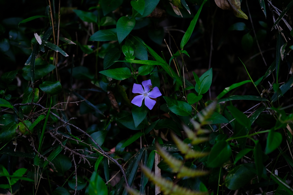 鶴見散歩