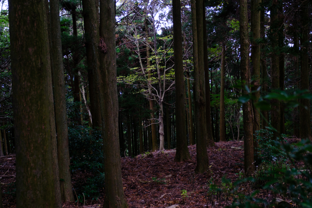 秦野大山縦走