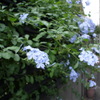 はな