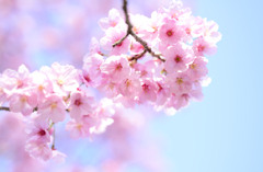 桜3