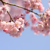 桜2