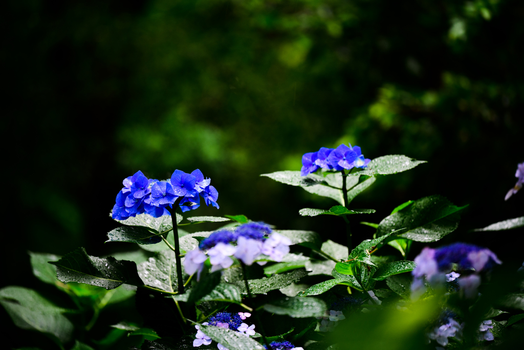 DSC_0767