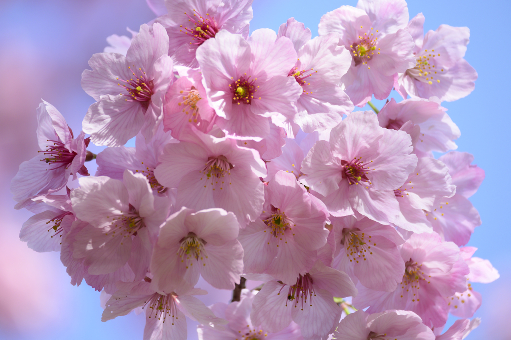 桜5