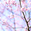 桜4