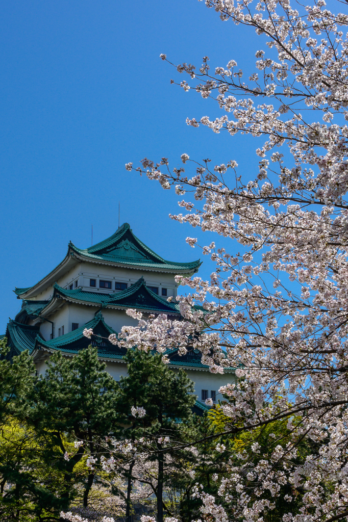 名古屋城と桜