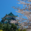 名古屋城と桜