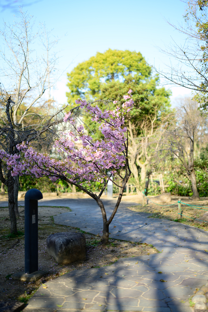 河津桜_2