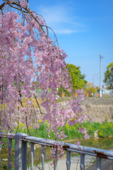 しだれ桜