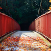 紅葉3