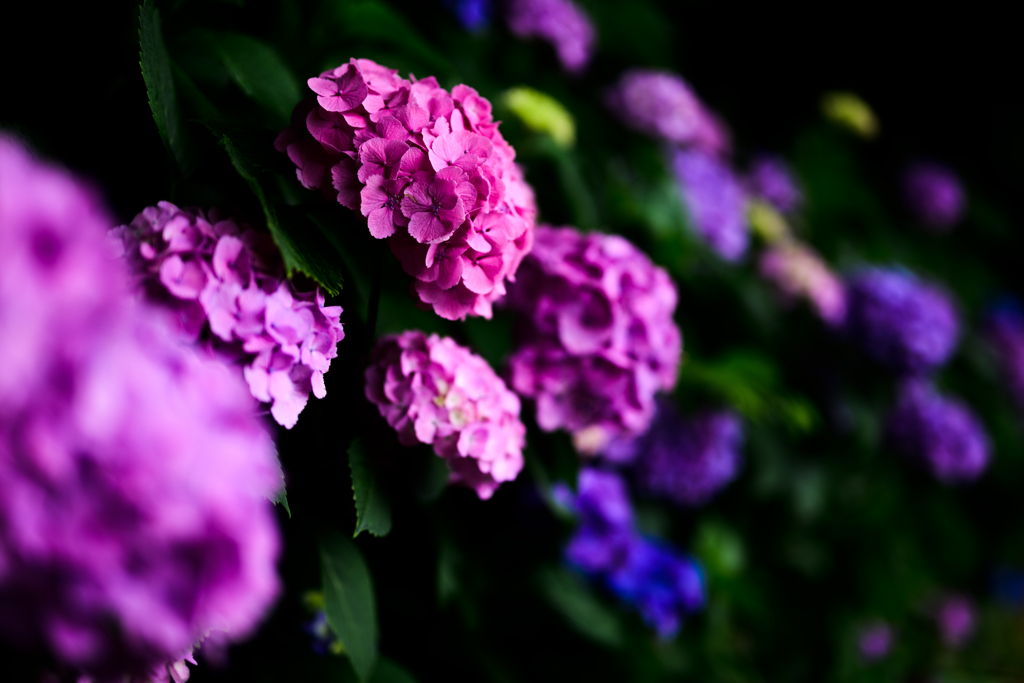 DSC_0761