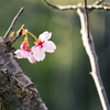 桜6