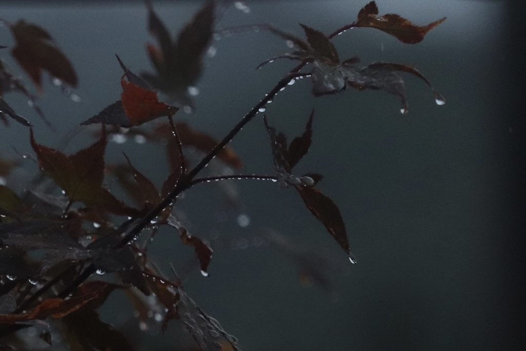 雨雫